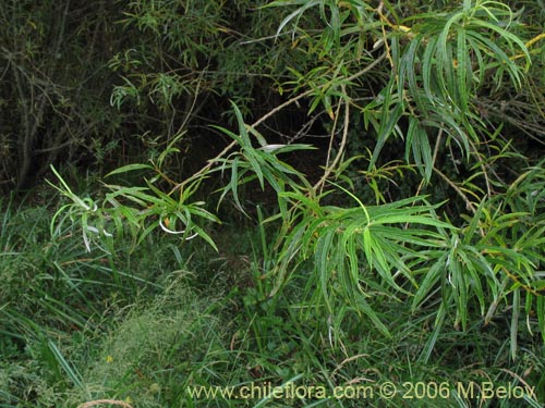 Salix viminalis的照片